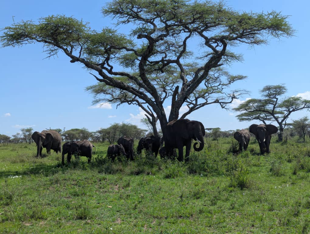Safari guests celebrating in Tanzania