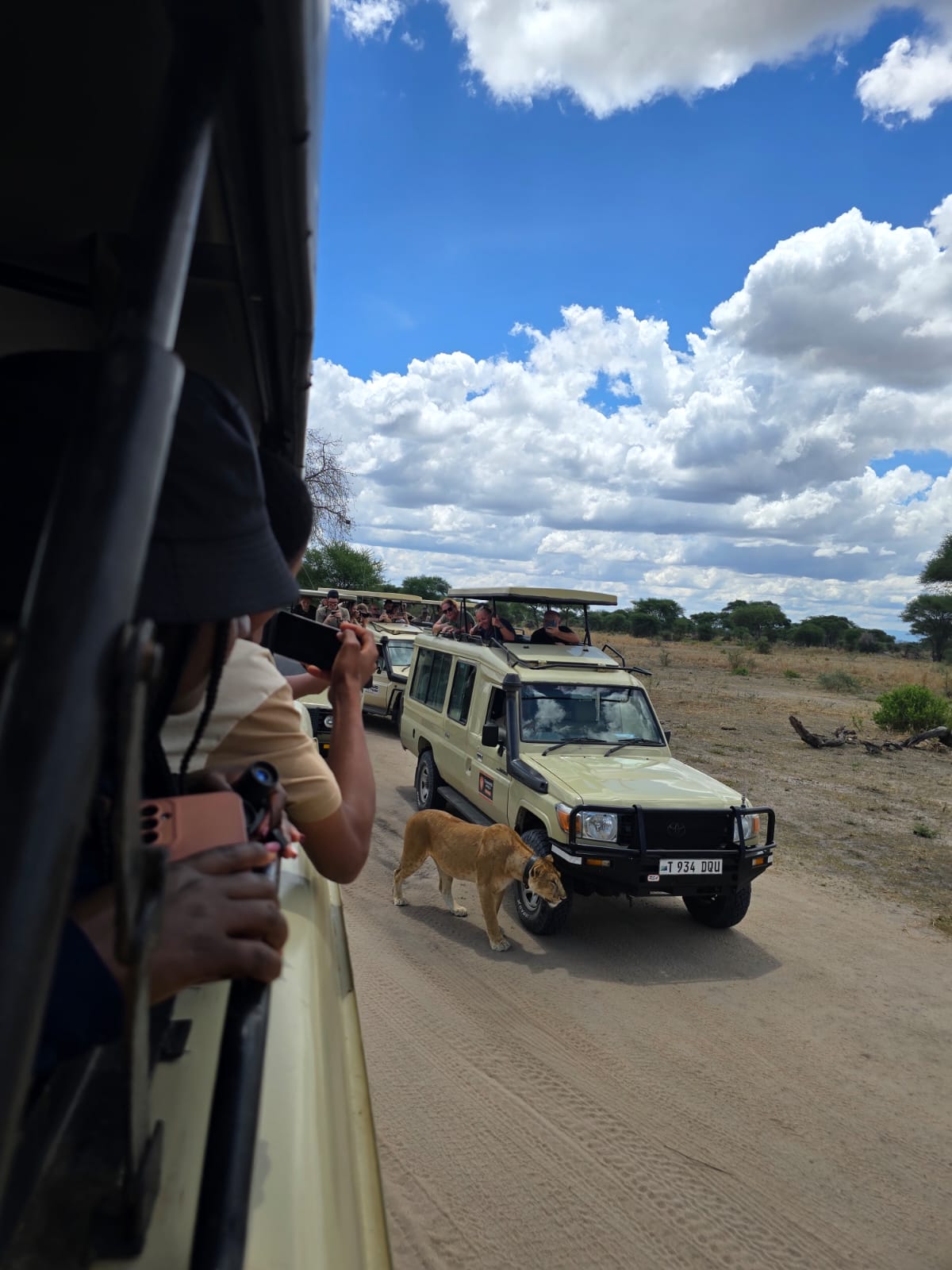 Travelers photographing wildlife from a safari vehicle