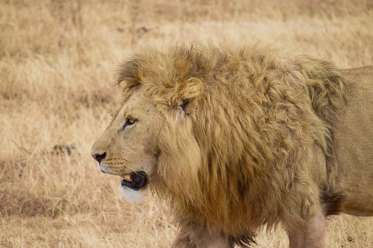 Serengeti safari view from a vehicle