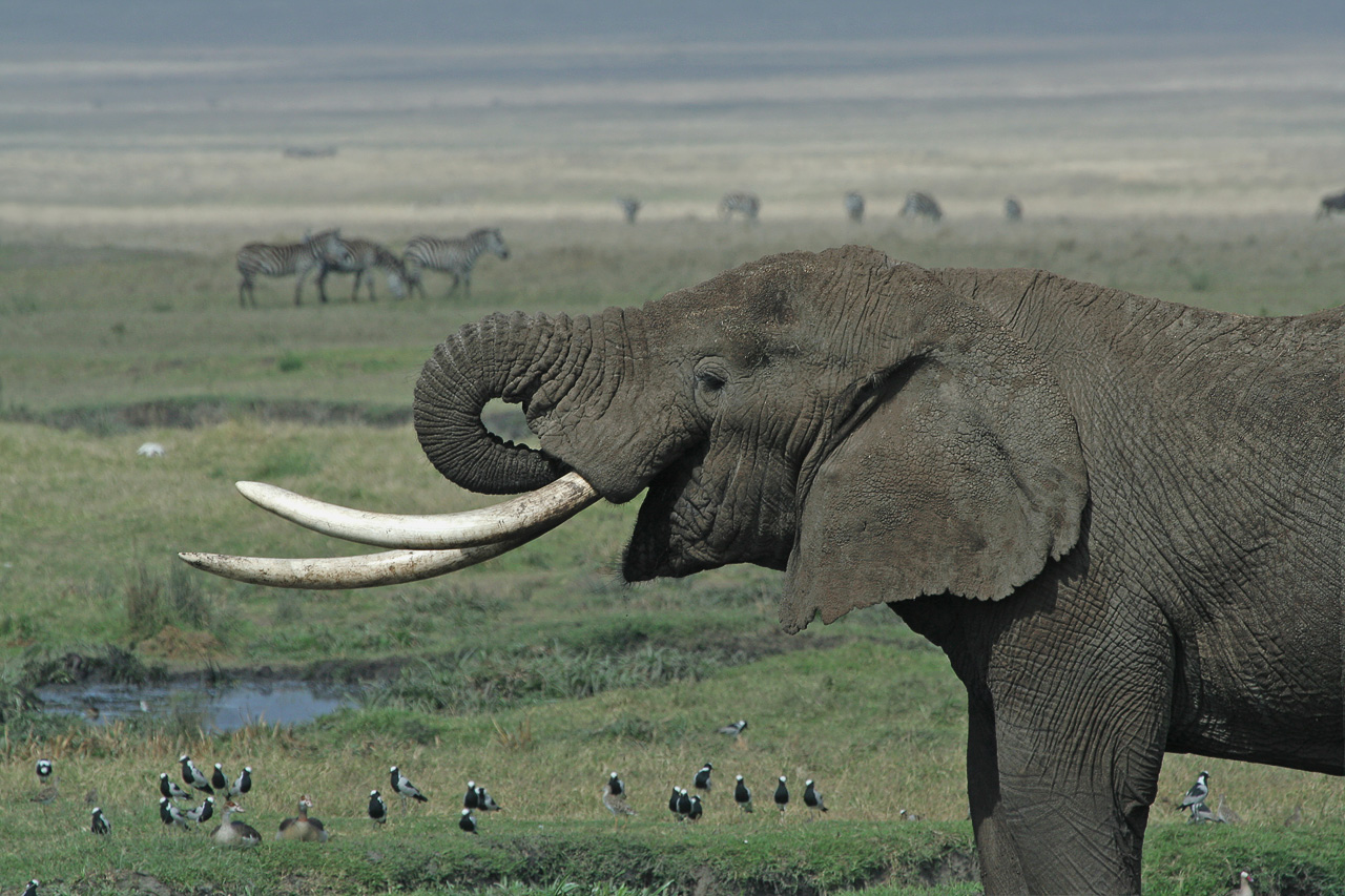 Elephant near safari vehicles in Tanzania