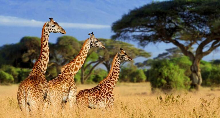 Three giraffes in Tanzania's savanna with acacia trees, highlighting Tanzania Wonders