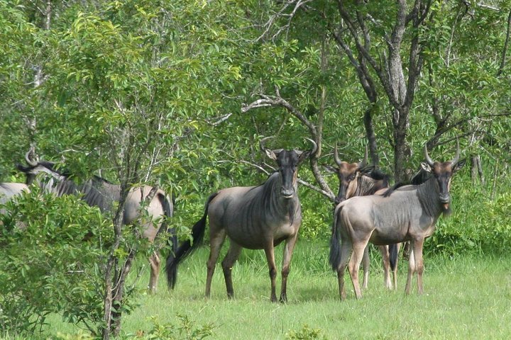 A group of wildebeests standing in a grassy area surrounded by lush green trees, appearing alert and observing their surroundings-Tanzania's national parks