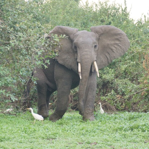 3008 l Tanzania's Top 5 National Parks for Wildlife Safaris