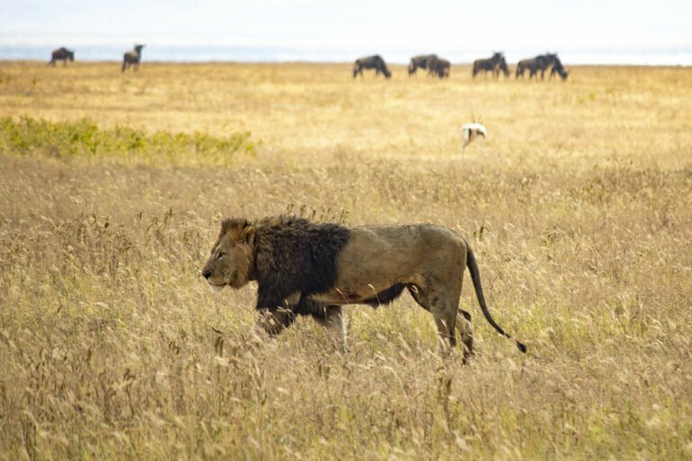 walking lion in tanzania national park