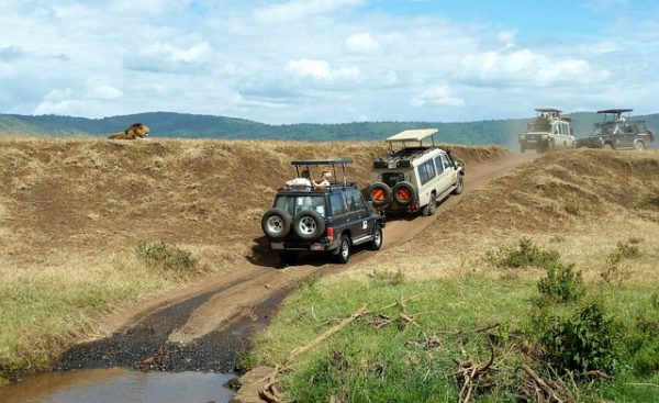 safari, watching game, jeep