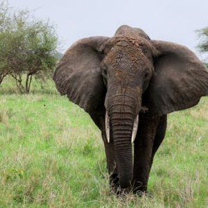 Close-up of an African elephant in Arusha, Tanzania, showcasing its majestic presence in the wild.