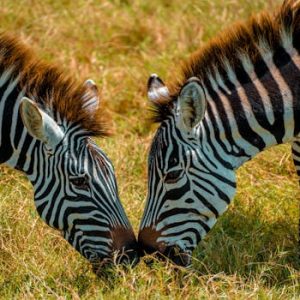 Close-up of two zebras grazing in the grasslands of Ngorongoro, Tanzania.