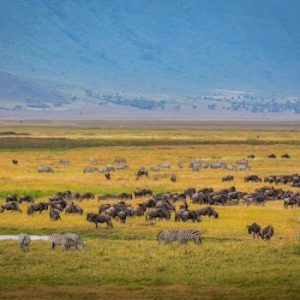 Vibrant scene of zebras and wildebeests in Tanzania's Ngorongoro Crater during migration