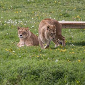 Free stock photo of lions, zoo