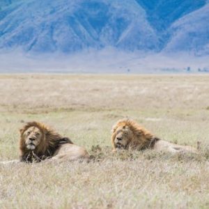 Two male lions resting in the Arusha Region's grasslands, Tanzania.